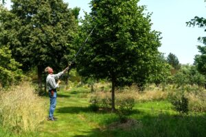 taille de formation des arbres - arboretum de la Petite Loiterie