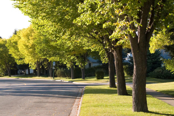 allée d'arbres sur rue