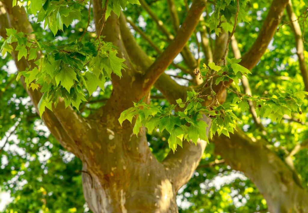 arbre platane