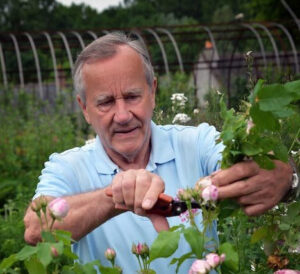 Pierre Louault taillant les rosiers