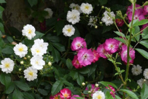 rosiers blancs et roses