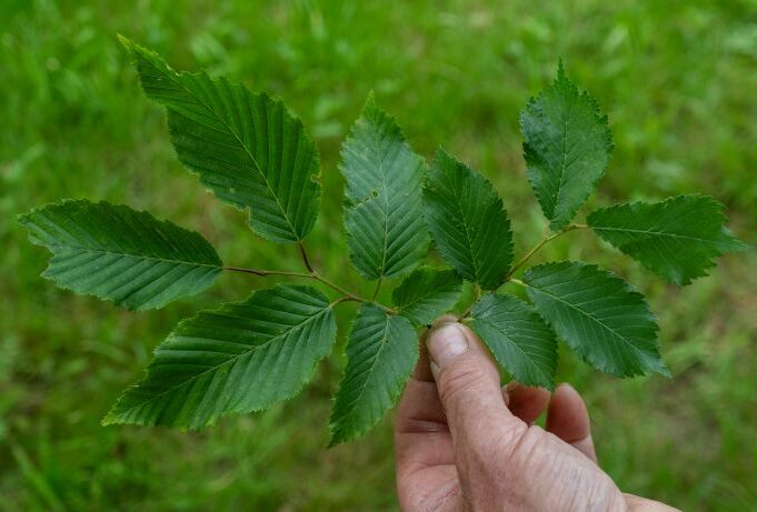 Man tenant une feuille d'arbuste