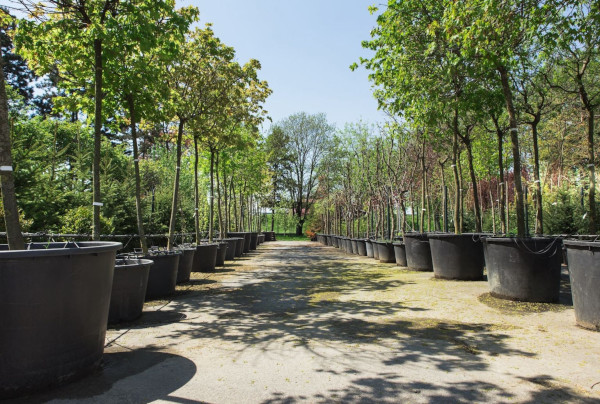 allée arbres en pot