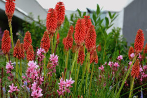 Vivaces tolérantes à la sécheresse