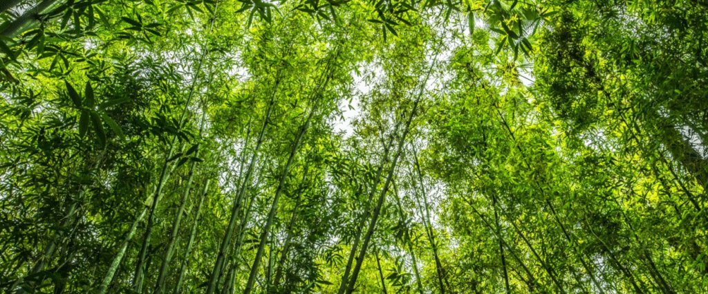 Foret de bambous