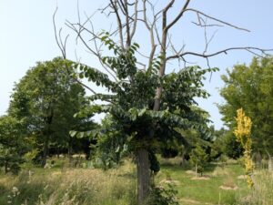 Diagnostic de l'état de l'arbre