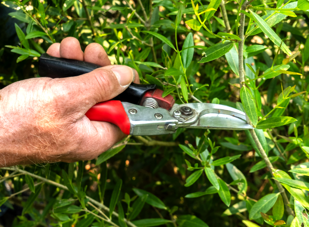 formation_taille raisonnée des arbustes