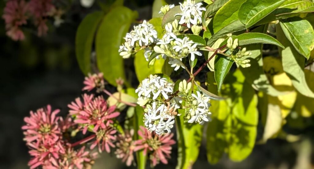 Arbustes_fleurissement_web