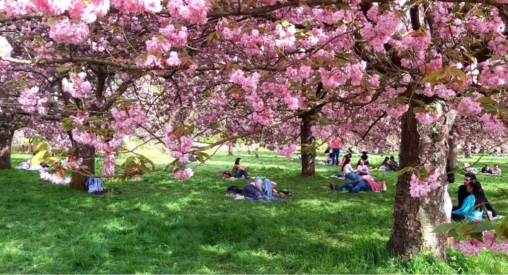 Domaine de Sceaux_cerisiers_web